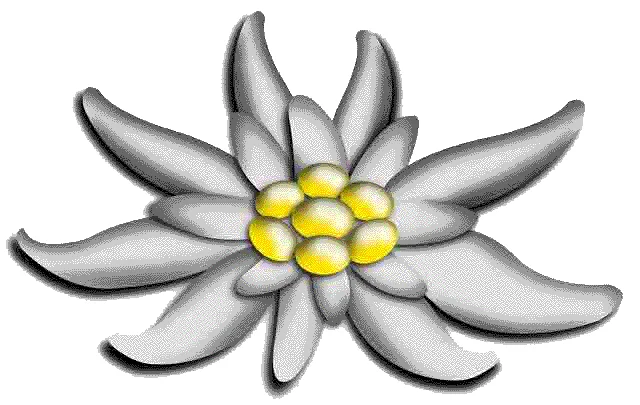 Edelweiss: Its True Meaning, From Alpine Flower to Global Enterprise